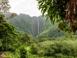lush forest with green covered cliff wall with waterfall