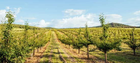 Looking out over a vinyard in Australia, the earth is a light color and looks possibly dry, but the tree-like vines look lush. In the background are some low and wide mountains.