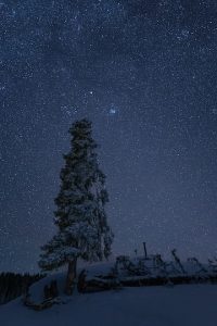 dark starry night with a lone pine tree emphasizing a sense of silence
